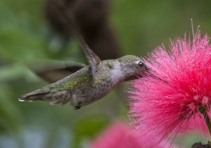 hummingbird-flower