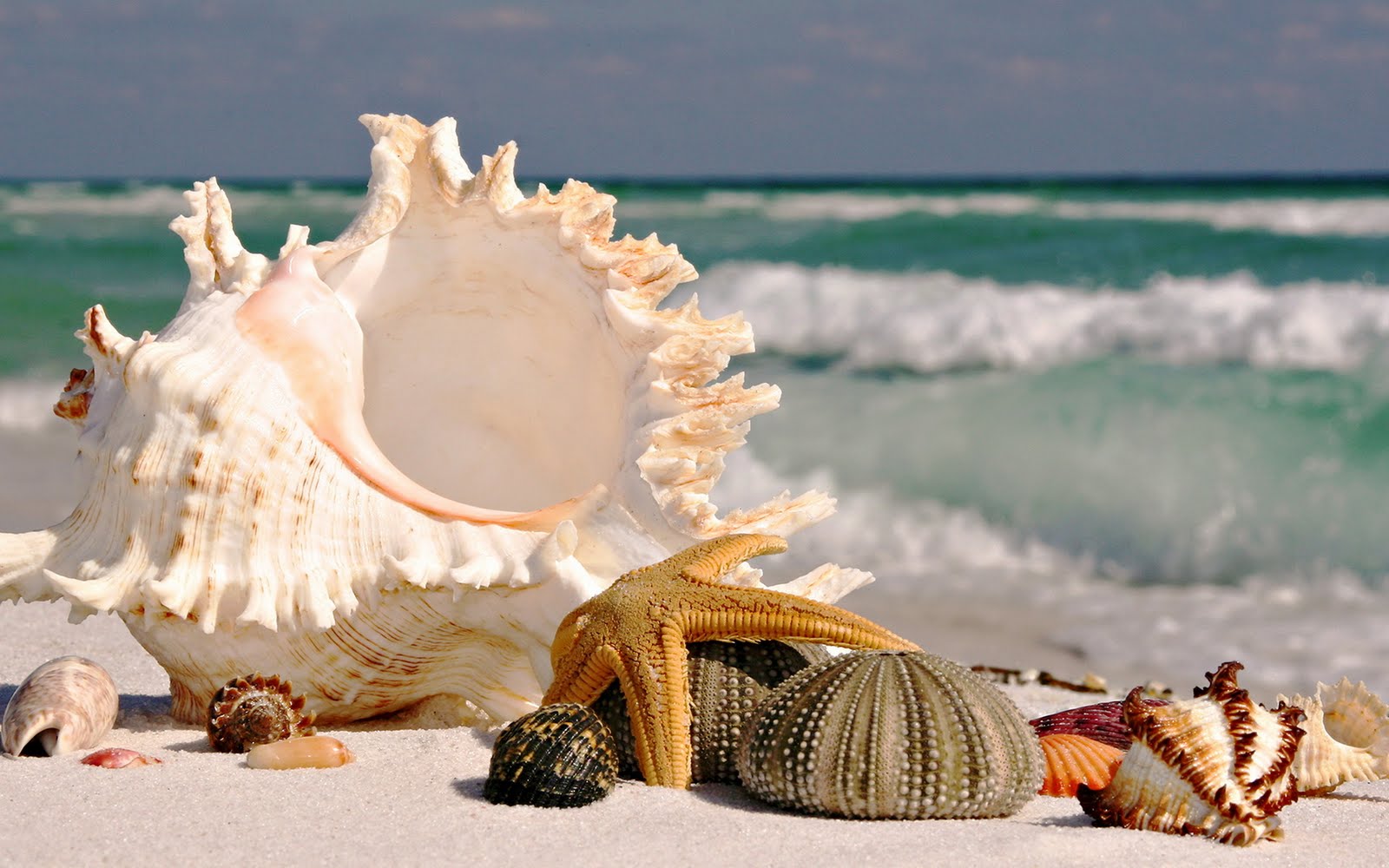 Sea-Star-Creatures-Fish-Snail
